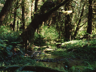 Dicht bewachsener Sumpfwald