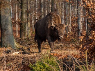 Wisentbulle trottet Richtung Kamera