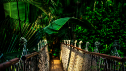 Brücke führt mitten durch den Regenwald