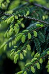 Fichte mit jungen Trieben in Nahaufnahme