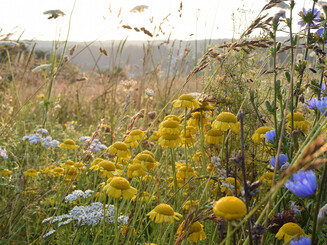 Eine Blühwiese ideal für Insekten