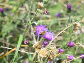 Zwei Bienen sitzen auf Acker-Kratzdistel