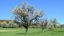 Weiß blühende Apfelbäume auf einer Streuobstwiese