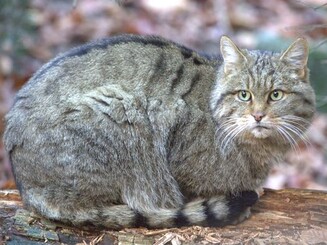 Wildkatze