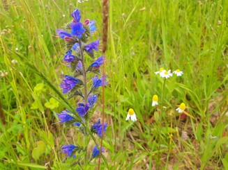 Blauer Natternkopf auf Wiese