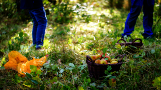 Ein Korb voller Äpfel steht auf einer Streuobstwiese