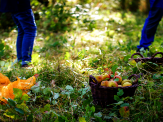 Ein Korb voller Äpfel steht auf einer Streuobstwiese