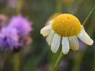 Kamille in Nahaufnahme auf einer Wildblumenwiese