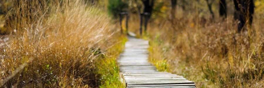Holzweg in der Natur