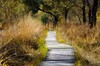 Holzweg in der Natur