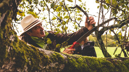 Baumschnitt durch Naturefund Mitarbeiter