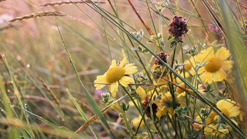 Bunt blühende Wildblumen auf Wiese mit Morgentau