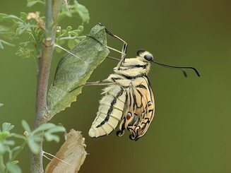 Junger Schwalbenschwanz