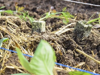 Verschiedene Setzlinge liegen auf einem Dynamischen Agroforst-Feld zur Pflanzung bereit