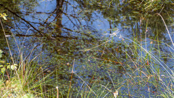Blick ins Moor mit Tormoosen und Libellen 