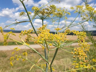 Marienkäfer sitzt auf gelben Blüten