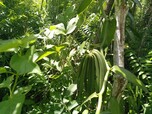 Vanilleschoten wachsen in einer Dynamischen Agroforst Parzelle auf Madagaskar