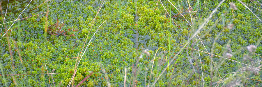 Torfmoose im Moor