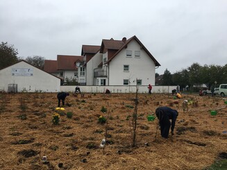 Vormals karge Ackerfläche wird von mehreren Personen mit Bäumen, Büschen, Kräutern, Blumen bepflanzt