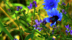 Hummel sitzt auf Blüte und saugt Nektar