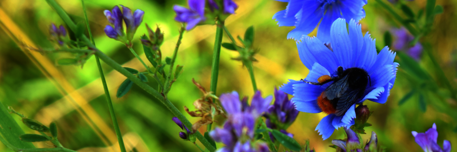 Hummel sitzt auf Blüte und saugt Nektar