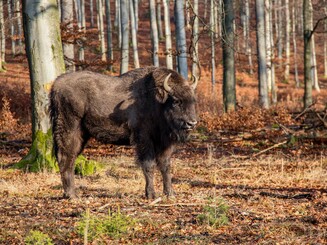 Wisent steht in herbstlichen Wald