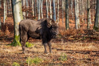 Wisent steht in herbstlichen Wald