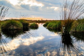 Moorlandschaft