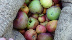 Äpfel liegen in einem Sack
