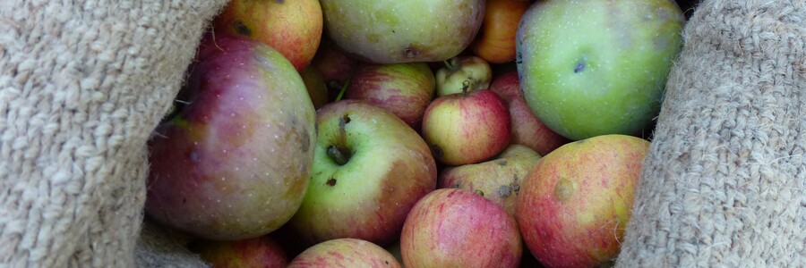 Äpfel liegen in einem Sack