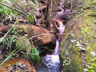 Bachlauf im Regenwald von Ankafobe auf Madagaskar