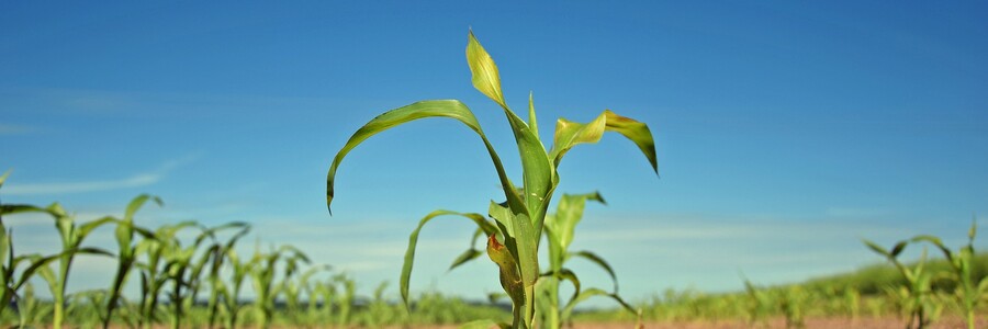 Pflanzen wachsen aus dem Boden auf einer landwirtschaftlich betriebenen Fläche