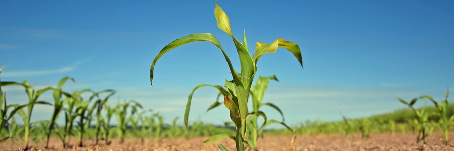 Pflanzen wachsen aus dem Boden auf einer landwirtschaftlich betriebenen Fläche