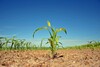 Pflanzen wachsen aus dem Boden auf einer landwirtschaftlich betriebenen Fläche
