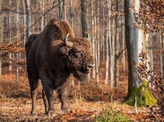 Wisent steht im Wald und genießt Sonnenstrahlen