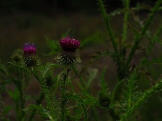 Distel Wirftbach