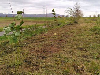 Frisch gepflanzte Jungpflanzen in einer Dynamischen Agroforst-Reihe in der Gemeinde Pfungstadt