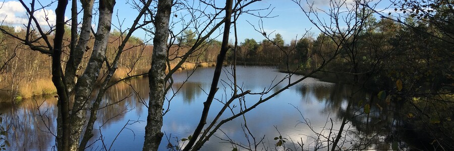 Blick ins Moor bei Sonnenschein