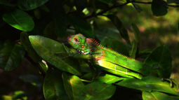 Ein gut getarntes Chamäleon läuft über Blätter im Regenwald von Costa Rica