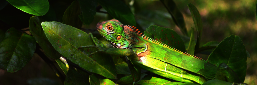 Ein gut getarntes Chamäleon läuft über Blätter im Regenwald von Costa Rica