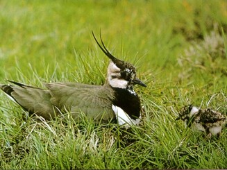 Kiebitz mit Jungen auf der Wiese