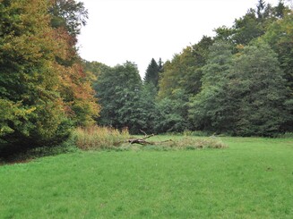 Blühwiese mitten im Wald