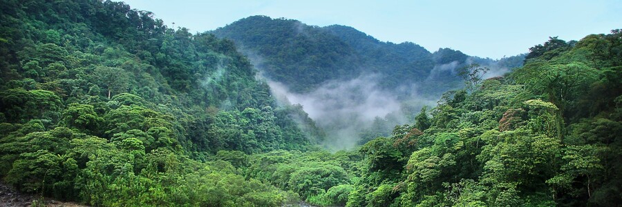 Dichter Regenwald, aus dem Nebel aufsteigt