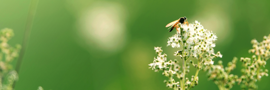 Schwebfliege sitzt auf weißer Blüte