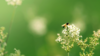 Schwebfliege sitzt auf weißer Blüte