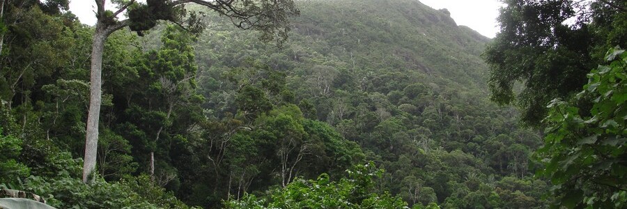 Dichter grüner Tieflandregenwald in Madagaskar