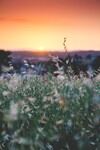 Blühende Gräser vor untergehender Sonne und orangenem Himmel