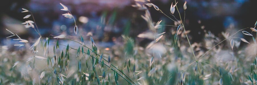 Blühende Gräser vor untergehender Sonne und orangenem Himmel