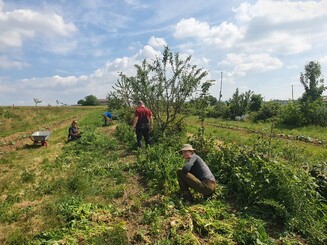 Mehrere Menschen gärtnern auf einem Dynamischen Agroforst Acker