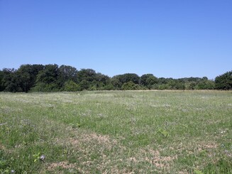 Erste Blüten auf einem Wildbienenacker